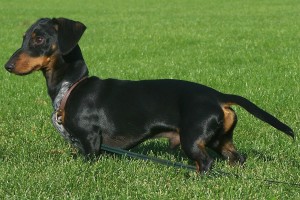 dachshund-514729_1280